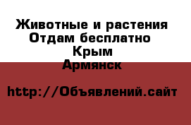 Животные и растения Отдам бесплатно. Крым,Армянск